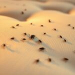 robaki w materacu jak sprawdzić