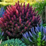 Czym łączyć berberys w ogrodzie kompozycje – rośliny, które tworzą harmonijne zestawienia Czym łączyć berberys w ogrodzie kompozycje