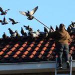 Jak pozbyć się gołębi z dachu