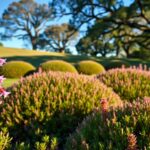 Gdzie sadzić wrzosy w ogrodzie