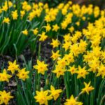 Jak sadzić żonkile w ogrodzie