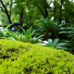 Jak wyhodować mech w ogrodzie
